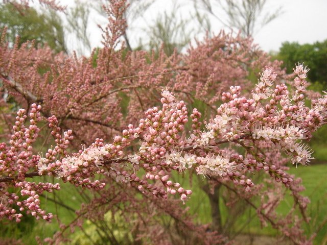 Tamarix aestivalis